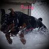Rottweiler puppies for sale in Minnesota