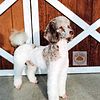 AKC Brown Parti Merle Poodle Stud only