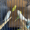 Male and female parakeets