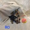 Yorkshire terrier BO, he has a great funny personality