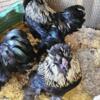 Silkie and Satin Roosters