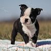 AKC Boston Terrier Puppies Health tested and OFA Certified Parents