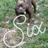 STUD micro 2xscumbag  2xLocolotto  Hes chocolate but has Merle in his bloodline