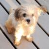 Poodle/yorkie.so adorable.loves to be held.yorkipoo