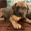ICCF Cane Corso Puppies For Sale and Ready in Southern Maryland