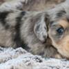 Beautiful longhair mini dachshund puppies