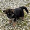 AKC German Shepherd puppies looking for their forever home.