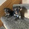 Russia line Yorkies 1 female and 2 males