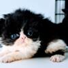 Cfa registered persian kittens