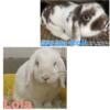Holland lop bunnies Lola X Swiss Roll