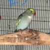 Indian Ringnecks Adult males, different mutations available.