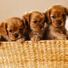 Cavalier King Charles Puppies Available Now