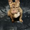 5 month old French bulldog male
