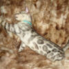 READY For His Forever Home! Gorgeous Male Silver Rosetted W/Glittered Pelt Bengal Kitten