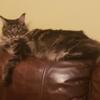 Maine coon available