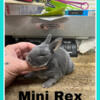 Mini      rex       Rabbits