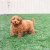 Shihpoo F1B PUPPIES -READY FOR A NEW HOME HYPOALLERGENIC900
