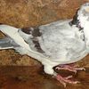 Homing Pigeons For Sale
