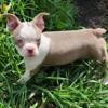 AKC Boston terriers lilac and white