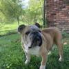 2.5 years old very healthy FULL BLOODED ENGLISH BULLDOG