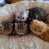 Persian Kitten's Available Now!