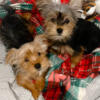 Tiny female Yorkshire terrier puppies