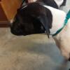 4 month old LARGE male purebred Boxer male Sealed Brindle (Black and White)