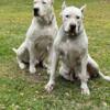 Dogo Argentino For Stud