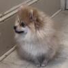 Sunny D - REDUCED - AKC Pomeranian Puppy Male