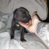 Blue Great Danes puppies for sale
