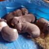 Pocket Bully pupps 5 weeks old be ready soon
