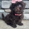 Tiny Puppy Chocolate Girl Clara