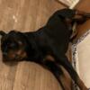 Loving Rottweiler Puppies 1st and 2nd round of shots $750