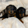 Miniature dachshund puppies long haired dapple and black and tan