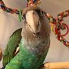 Cape parrot