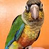 GC Conures, handfed. Guildetland NY