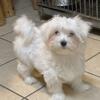 Gorgeous Male Maltese Puppies - REDUCED!