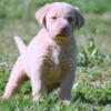 AKC Champagne, Charcoal, & Silver Labrador Retriever Puppies for Sale