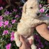 Amazing f2 and f2b goldendoodles available