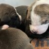 American Bully Puppies Illinois/Registered UKC