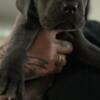 Extremely Gorgeous Blue and Black Cane Corso Puppies in Indiana ready to go home. Anderson Indiana