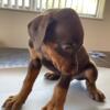 Beautiful Doberman puppies available boys and girls