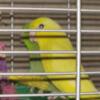 2 breeding pr of Parrotlets YOUNG