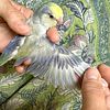 Uniquely colored baby parrotlets