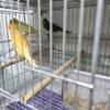 canary birds ,cages,everything for sale