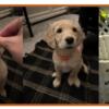Affectionate and Patient Female Mini-Retriever/Golden Doodle Puppy