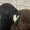 Find Your Forever Friend: Adorable Chocolate and Black Lab Puppies  Vaccines Up-to-Date!