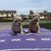 Female French bulldogs $1800 11 weeks old