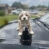 Maltipoo puppies for sale dallas /Arlington area