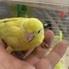 YOUNG PARROTLET AMERICAN YELLOW